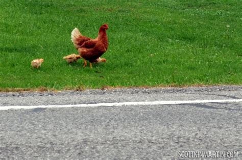 Image: Ontdek de Smakelijke Winstmogelijkheden van Chicken Road Online Gokspel