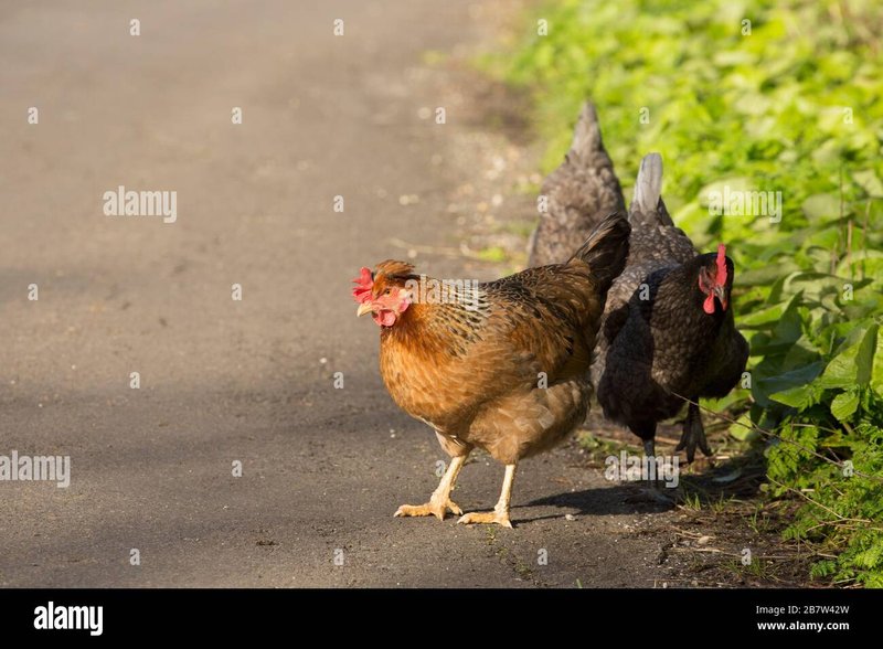 Spain - juego chicken road
